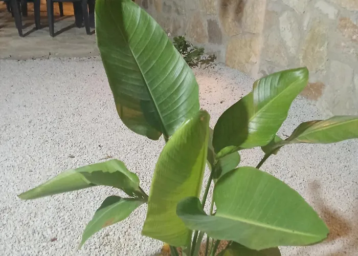 Sebi's With Sea View